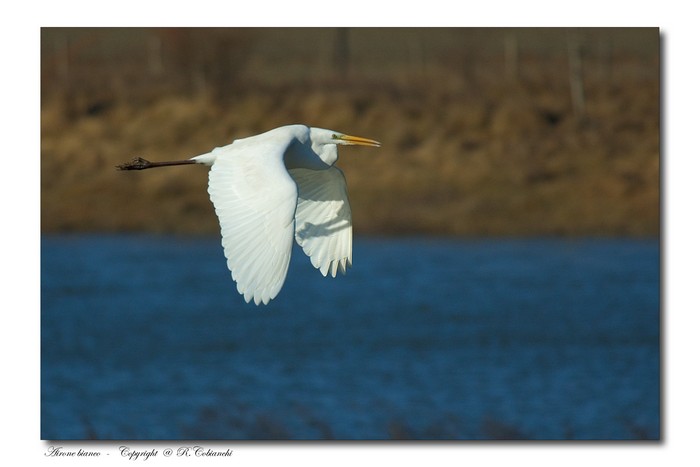 Airone bianco maggiore - Casmerodius albus